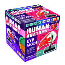 Load image into Gallery viewer, EYE MODEL