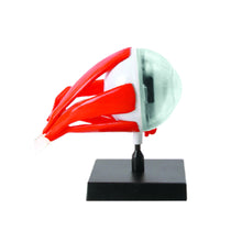 Load image into Gallery viewer, EYE MODEL