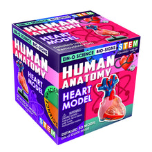Load image into Gallery viewer, HEART MODEL