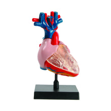 Load image into Gallery viewer, HEART MODEL