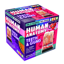 Load image into Gallery viewer, TEETH & GUMS