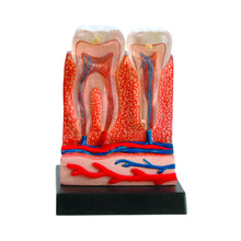 Load image into Gallery viewer, TEETH & GUMS