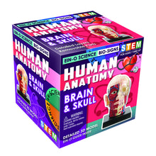 Load image into Gallery viewer, BRAIN &amp; SKULL
