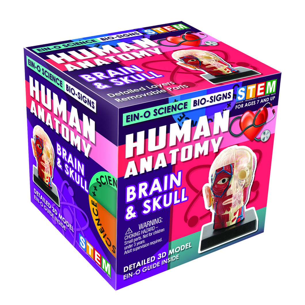 BRAIN & SKULL