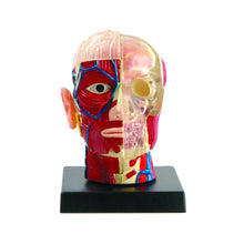 Load image into Gallery viewer, BRAIN &amp; SKULL
