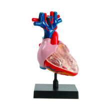 Load image into Gallery viewer, HEART MODEL
