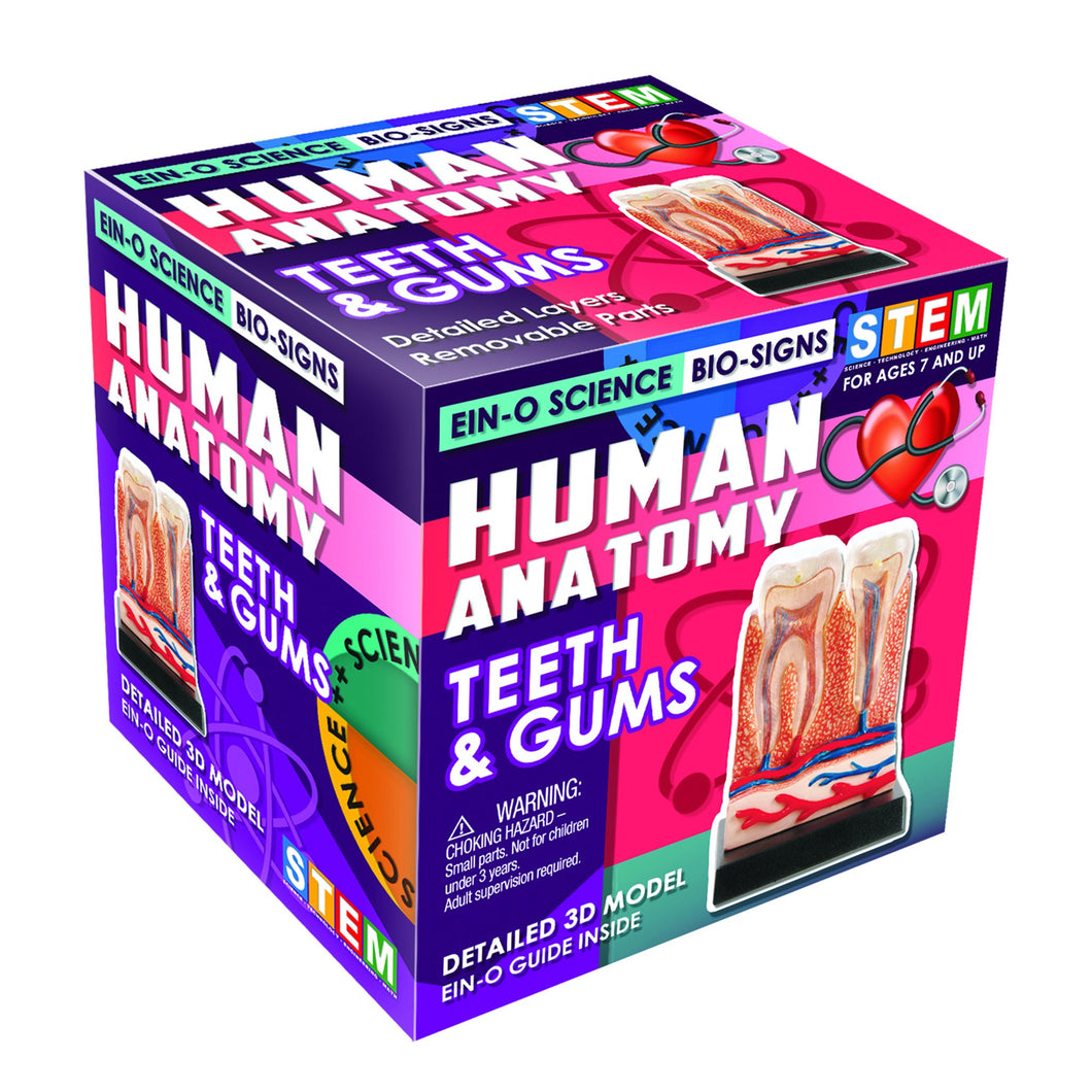 TEETH & GUMS