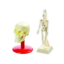 Load image into Gallery viewer, SKULL &amp; SKELETON
